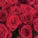 Премиум букет «bloom room» из 51 красной розы + подарок от Vivienne Sabo — румяна MACARON