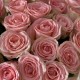 Нежный букет «bloom room» из 25 роз Софи Лорен ️