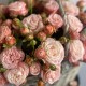 Корзина «XL» c пионовидной розой Мадам бомбастик + подарок от Vivienne Sabo — румяна MACARON
