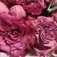 Чудесный букет «Bloom Room» с пионовидными розами и эвкалиптом