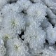 Роскошный букет «Bloom Room из пышных кустовых хризантем в дизайнерском оформлении