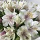 Элегантный букет «bloom room» из альстромерий