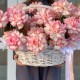 Роскошная корзина из французской розы и стафажа из картадерии + подарок от Vivienne Sabo — румяна MACARON