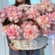 Роскошная корзина из французской розы и стафажа из картадерии + подарок от Vivienne Sabo — румяна MACARON