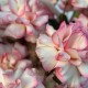 Роскошная корзина из французской розы и стафажа из картадерии + подарок от Vivienne Sabo — румяна MACARON