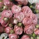 Букет «Любовь» Bloom Room из кустовой пион розы и эустомы