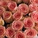 Большой букет из 51 розы «Персиковый джем»